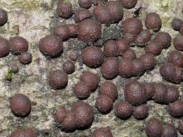 Attēlu rezultāti vaicājumam “Hypoxylon fuscum”