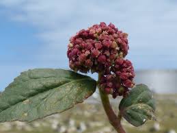 Attēlu rezultāti vaicājumam “Euphorbia palustris fruit”