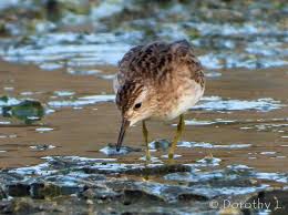 Image result for Calidris subminuta
