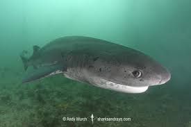 Image result for Notorynchus cepedianus