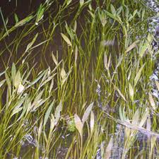 Attēlu rezultāti vaicājumam “Potamogeton compressus leaf”