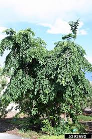 Attēlu rezultāti vaicājumam “Ulmus glabra fruit”