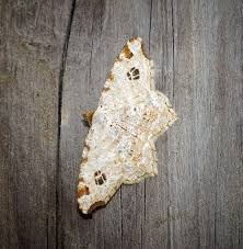 Attēlu rezultāti vaicājumam “Macaria notata”