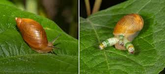 Attēlu rezultāti vaicājumam “Leucochloridium paradoxum”