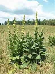 Image result for Verbascum densiflorum