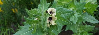 Image result for bilsenkraut