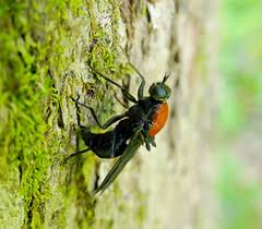 Attēlu rezultāti vaicājumam “Clitellaria ephippium”