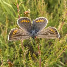 Attēlu rezultāti vaicājumam “Plebejus argus female”