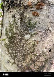 Attēlu rezultāti vaicājumam “Frullania fragilifolia macro”