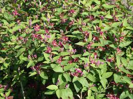 Attēlu rezultāti vaicājumam “Lonicera tatarica flower”