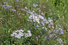 Image result for Aster amellus