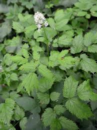 Attēlu rezultāti vaicājumam “Actaea spicata leaf”