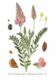 Image result for Onobrychis viciifolia