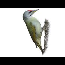 Attēlu rezultāti vaicājumam “Picus canus female”