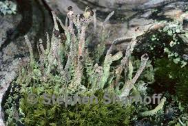 Attēlu rezultāti vaicājumam “Cladonia ochrochlora”