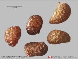 Attēlu rezultāti vaicājumam “Nicotiana tabacum fruit”