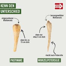 Image result for Pastinake