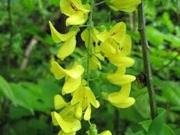 Image result for Laburnum anagyroides