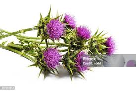 Image result for Silybum marianum