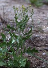 Attēlu rezultāti vaicājumam “Sisymbrium volgense”