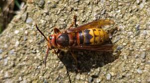 Attēlu rezultāti vaicājumam “Vespa crabro”