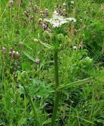 Attēlu rezultāti vaicājumam “Angelica palustris flower”