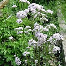 Attēlu rezultāti vaicājumam “Valeriana officinalis flower”
