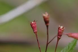 Attēlu rezultāti vaicājumam “Gillenia trifoliata flower”