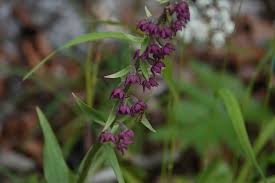 Attēlu rezultāti vaicājumam “Epipactis atrorubens bud”