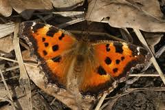 Attēlu rezultāti vaicājumam “Nymphalis xanthomelas”