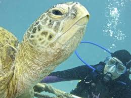 Image result for Tornado Divers