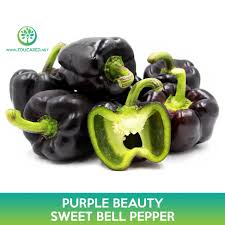 Afbeeldingsresultaat voor purple beauty sweet pepper