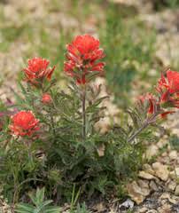 Attēlu rezultāti vaicājumam “Orobanchaceae”