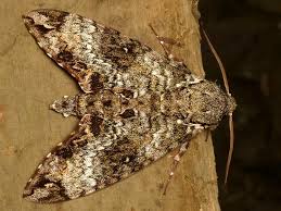 Attēlu rezultāti vaicājumam “Sphingidae”