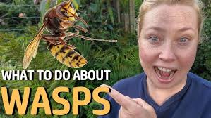 Image result for East Kilbride Wasps