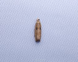 Attēlu rezultāti vaicājumam “Ancylis myrtillana”