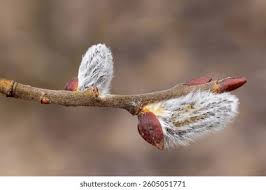 Attēlu rezultāti vaicājumam “Salix caprea bud”