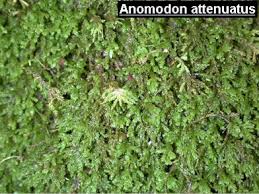 Attēlu rezultāti vaicājumam “Anomodon attenuatus”