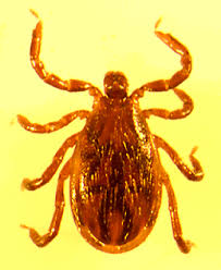 Attēlu rezultāti vaicājumam “Ixodes male”