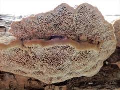 Attēlu rezultāti vaicājumam “Gloeophyllum trabeum”