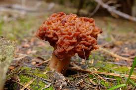 Attēlu rezultāti vaicājumam “Gyromitra”