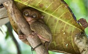 Attēlu rezultāti vaicājumam “Insectivora”