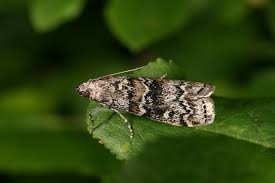 Attēlu rezultāti vaicājumam “Dioryctria abietella”