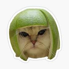 Image result for limecat