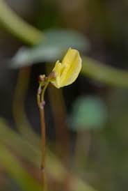 Attēlu rezultāti vaicājumam “Utricularia minor”