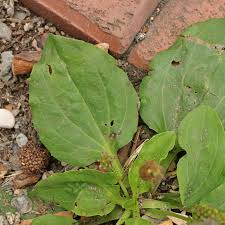 Attēlu rezultāti vaicājumam “Plantago uniflora leaf”