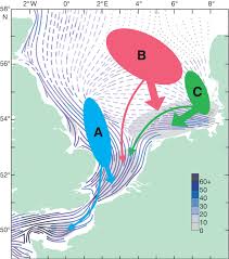 Image result for Pleuronectes platessa