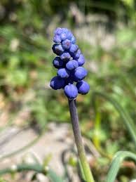 Attēlu rezultāti vaicājumam “Muscari botryoides”