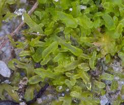 Attēlu rezultāti vaicājumam “Riccardia incurvata”