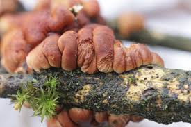 Attēlu rezultāti vaicājumam “Hypocreopsis lichenoides”